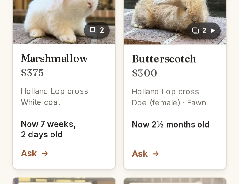 Before: the cards of the two rabbits you can buy, on a phone, each with its name and price.