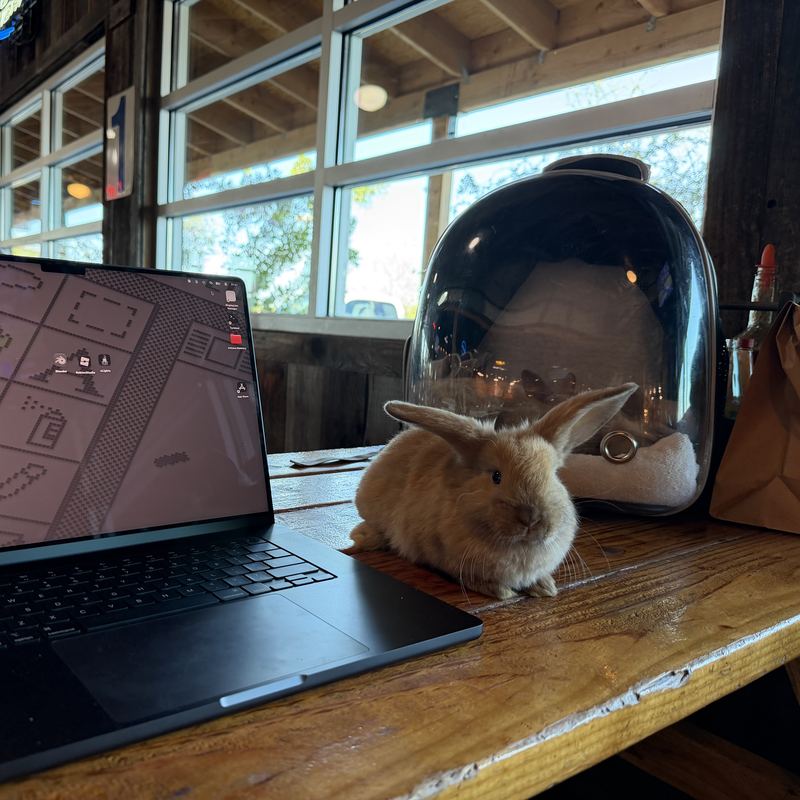 A Holland Lop rabbit sitting calmly on a café table next to an open laptop and its travel carrier