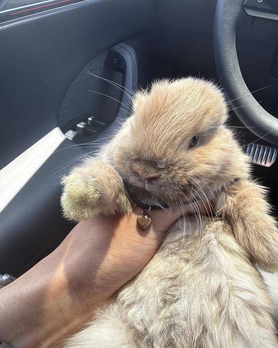 A tan Holland Lop rabbit with a heart-charm collar, held gently in one hand