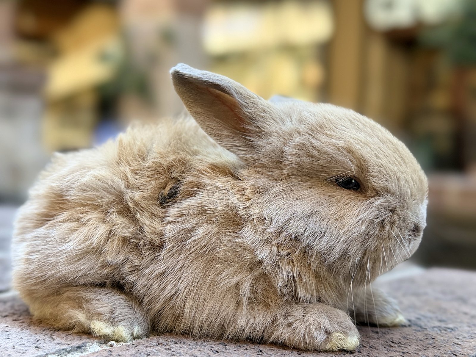 Biscuit, a fawn Holland Lop cross