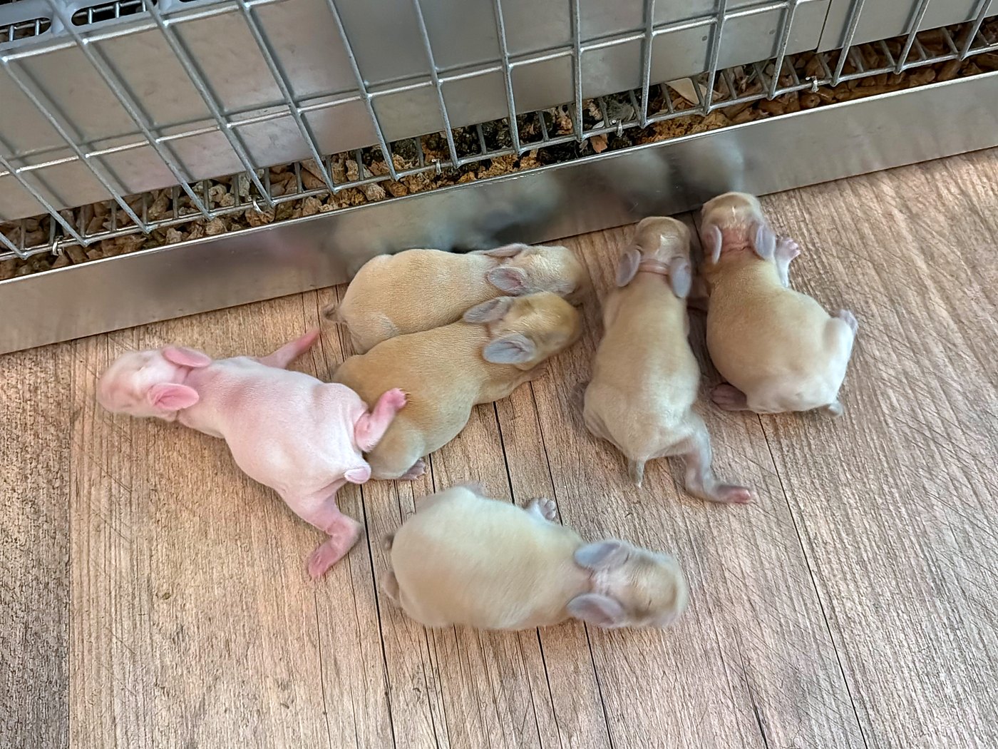 Six six-day-old rabbits on the floor beside the cage, one white and five fawn