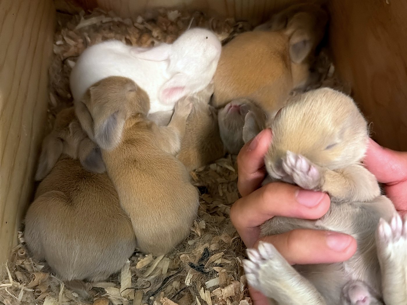 Six ten-day-old rabbits in the nest box, one white and five fawn, one held in a hand