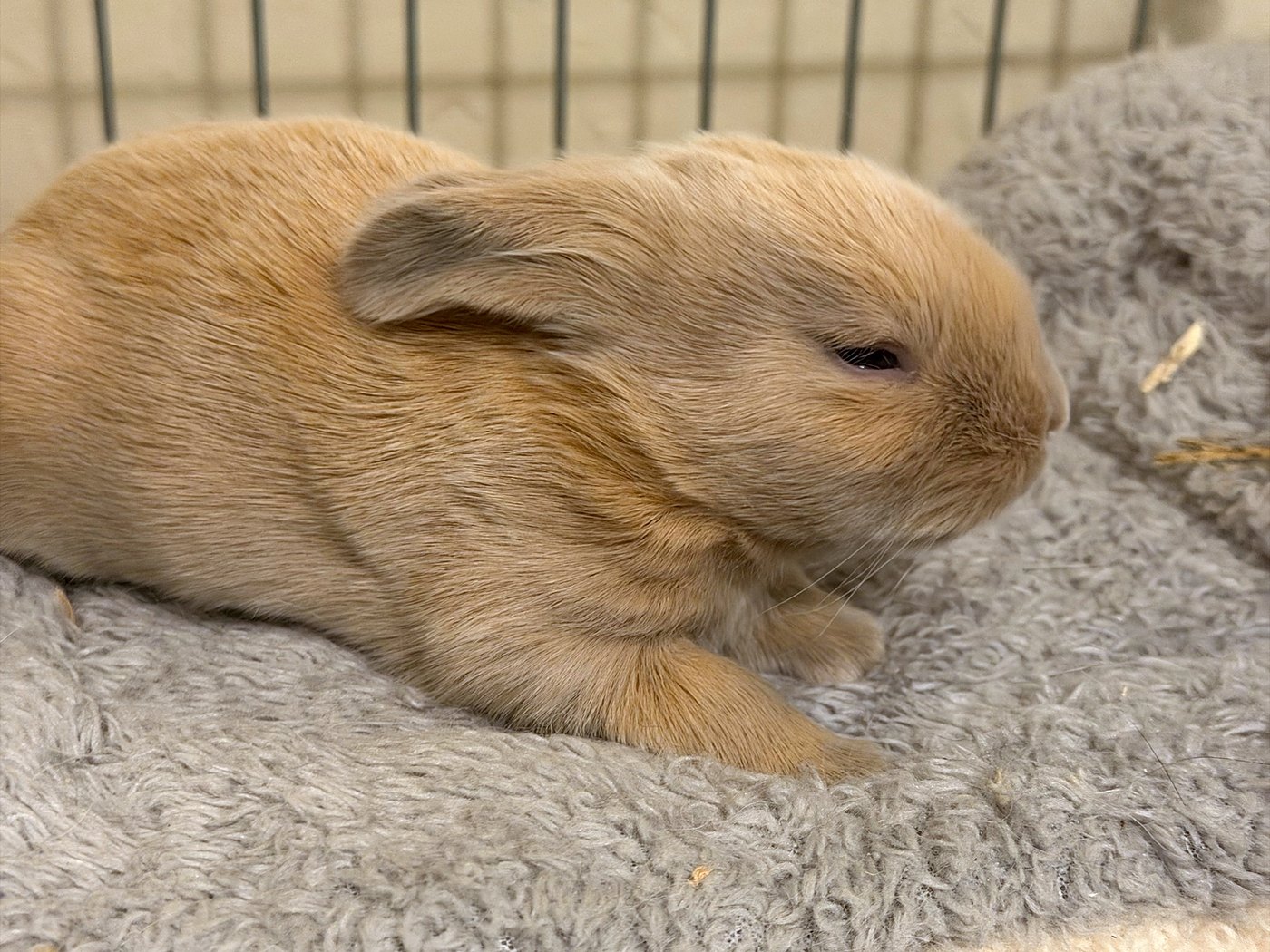 A twelve-day-old fawn rabbit lying on a grey towel in the cage, its eye open
