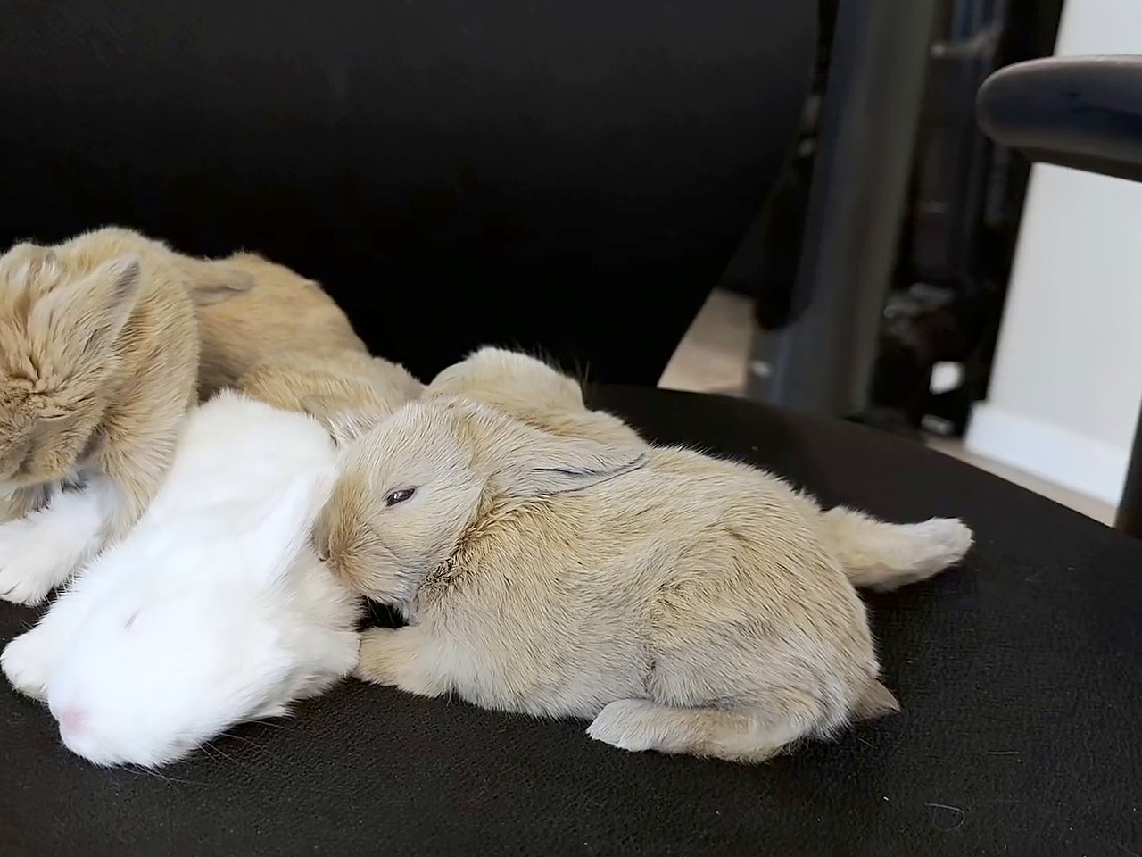 Fifteen-day-old rabbits, fawn and white, curled up together on a black chair