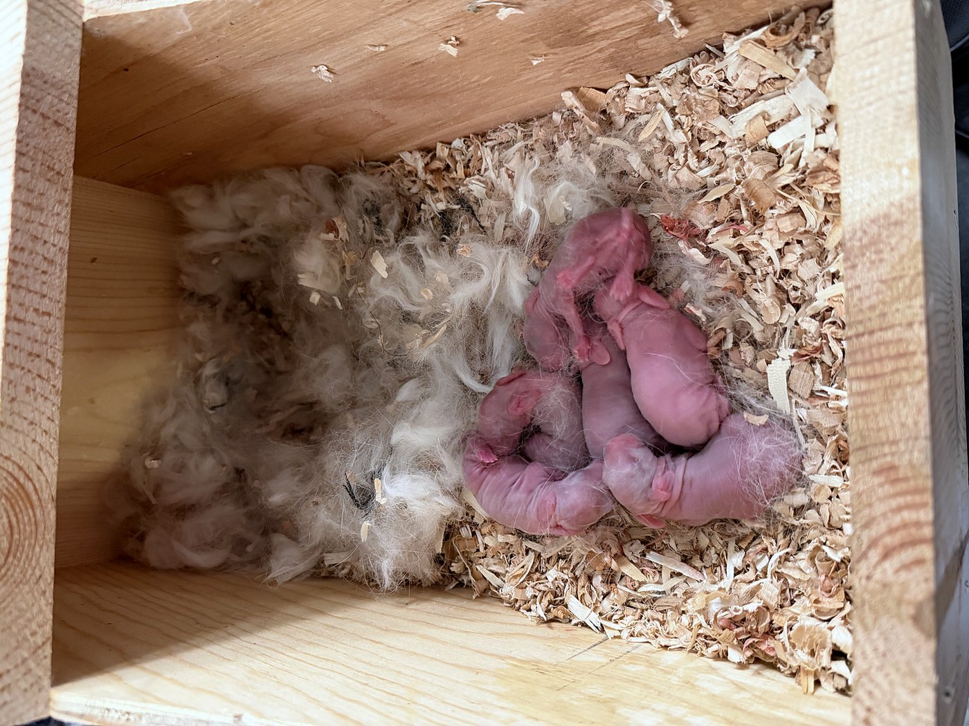 Six newborn rabbits curled together in a wooden nest box lined with wood shavings and pulled fur