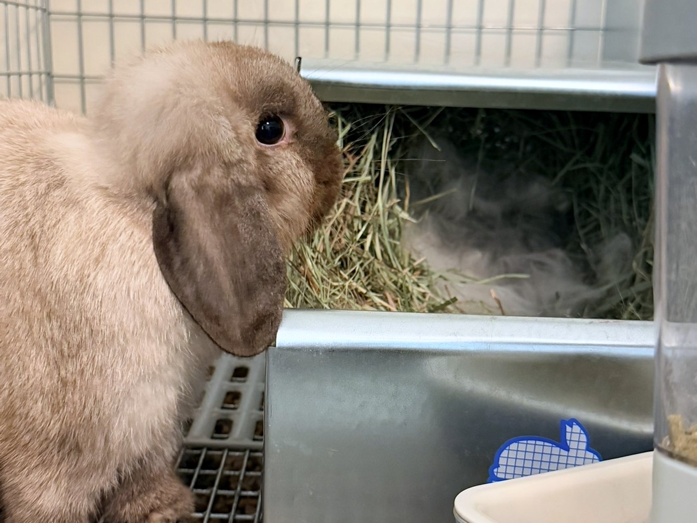 S'Morri, a Holland Lop mother, at the hay rack of her cage, with pulled fur in the hay of the nest box behind her