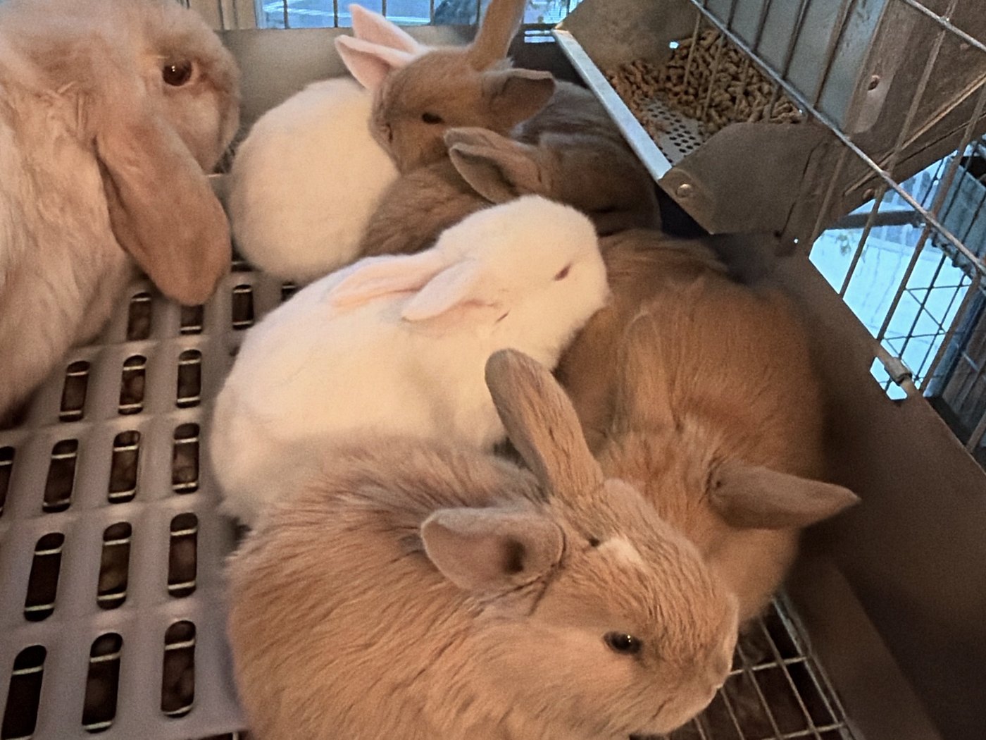 Three-week-old rabbits on the cage floor beside their mother Cinnamony, two white and three fawn, one fawn looking at the camera