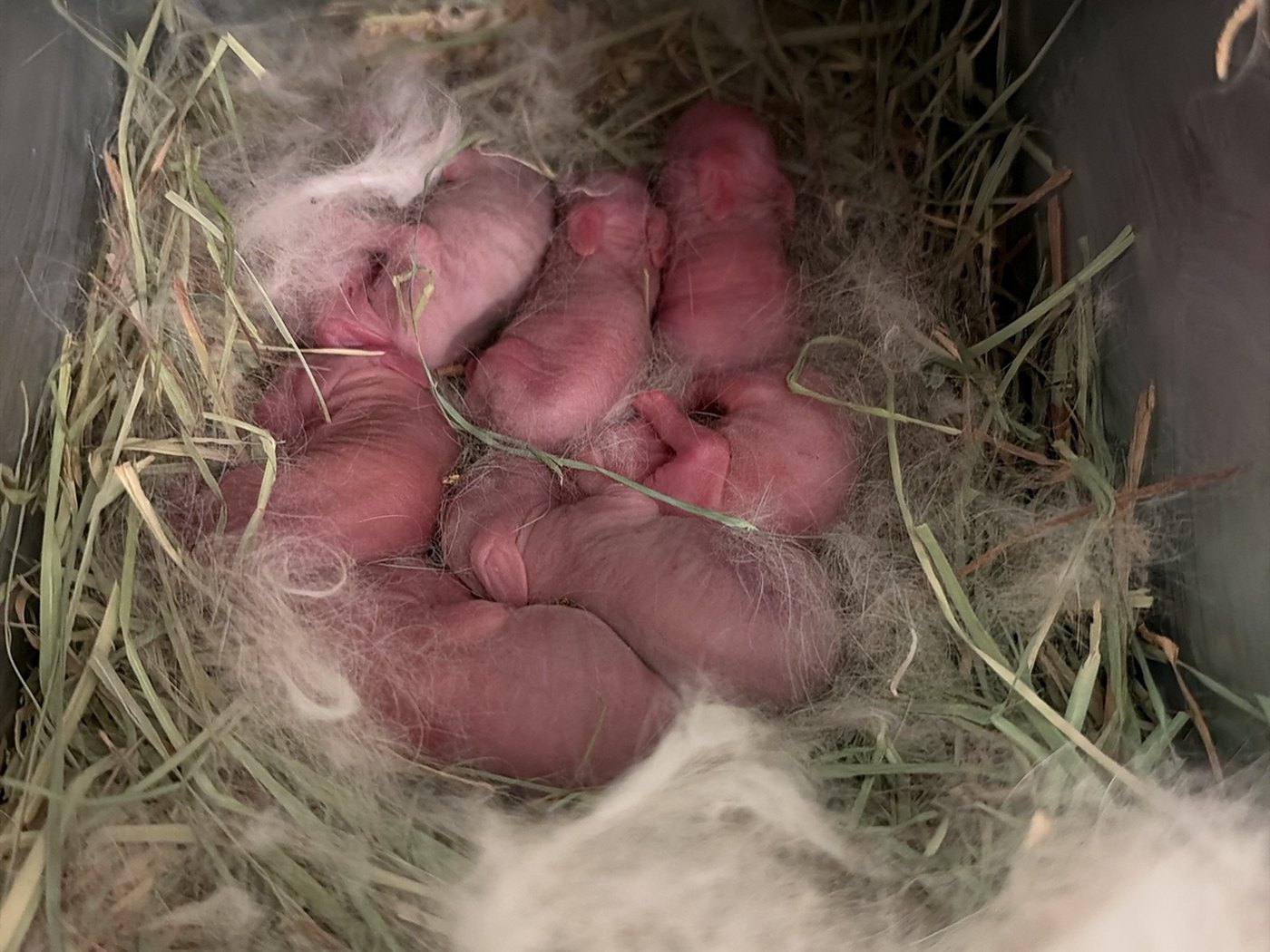 Seven newborn rabbits curled together in a metal nest box on hay, with pulled fur around them