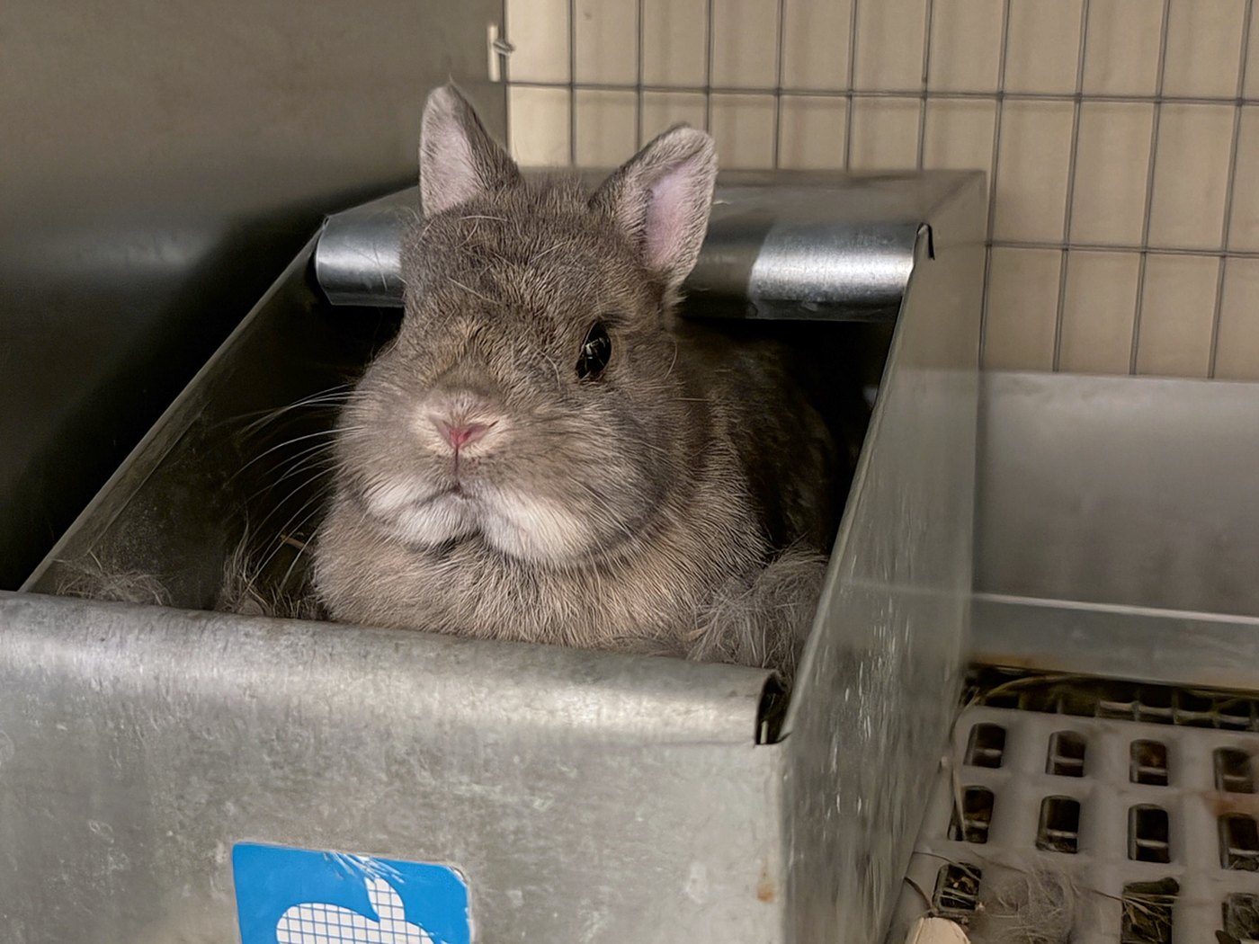 Bakalaki, an opal Netherland Dwarf, sitting in her metal nest box in the fur she pulled, the day her litter was born