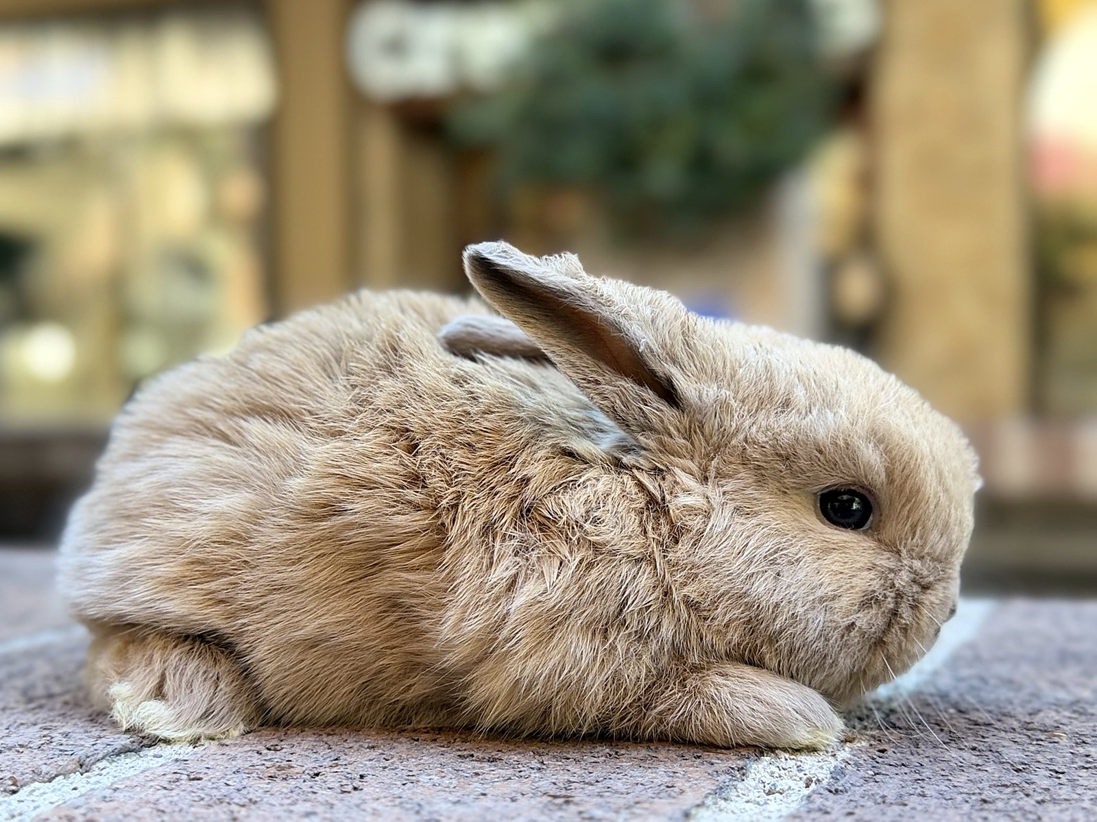 Maple, a fawn Holland Lop cross