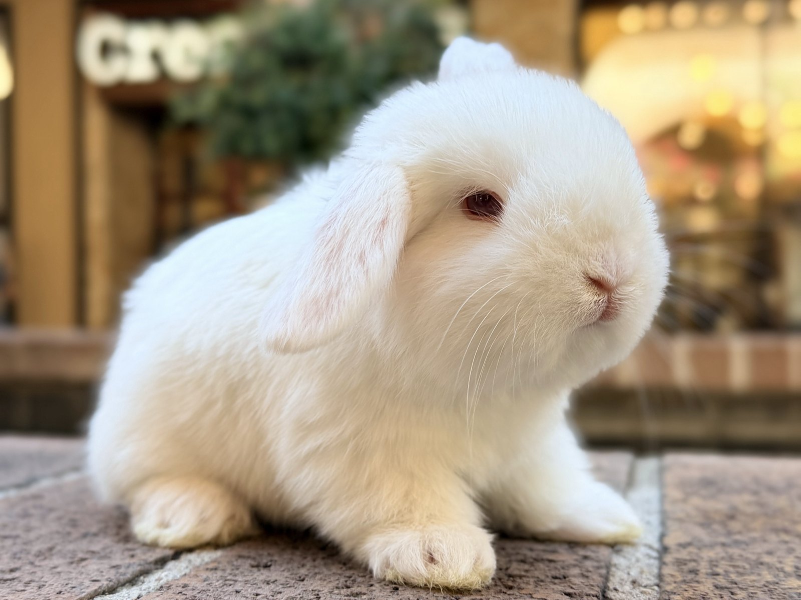 Marshmallow, a white Holland Lop cross
