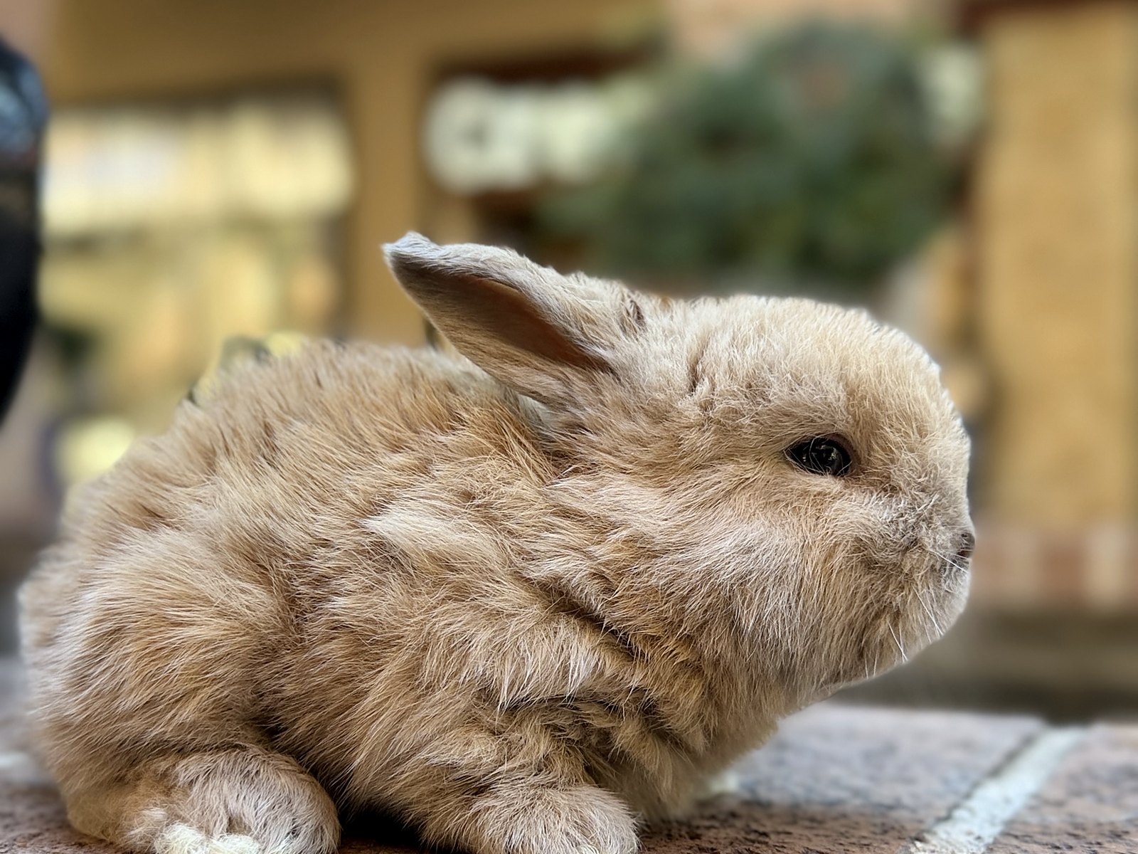 Pecan, a fawn Holland Lop cross